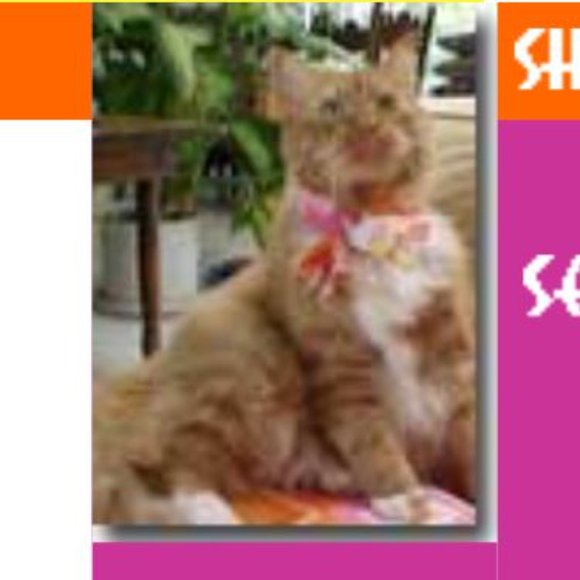 🔴 - 12" dog/cat muffler/scarf - Picture 5 of 7